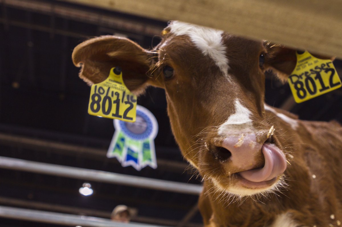AmericanDairyNE's tweet photo. Celebrating #FunnyFaceFriday with this girl! See her and the other ladies at the @PAFarmShow! 🐮🥛#PAFS2017 https://t.co/VSWQmXa1n1
