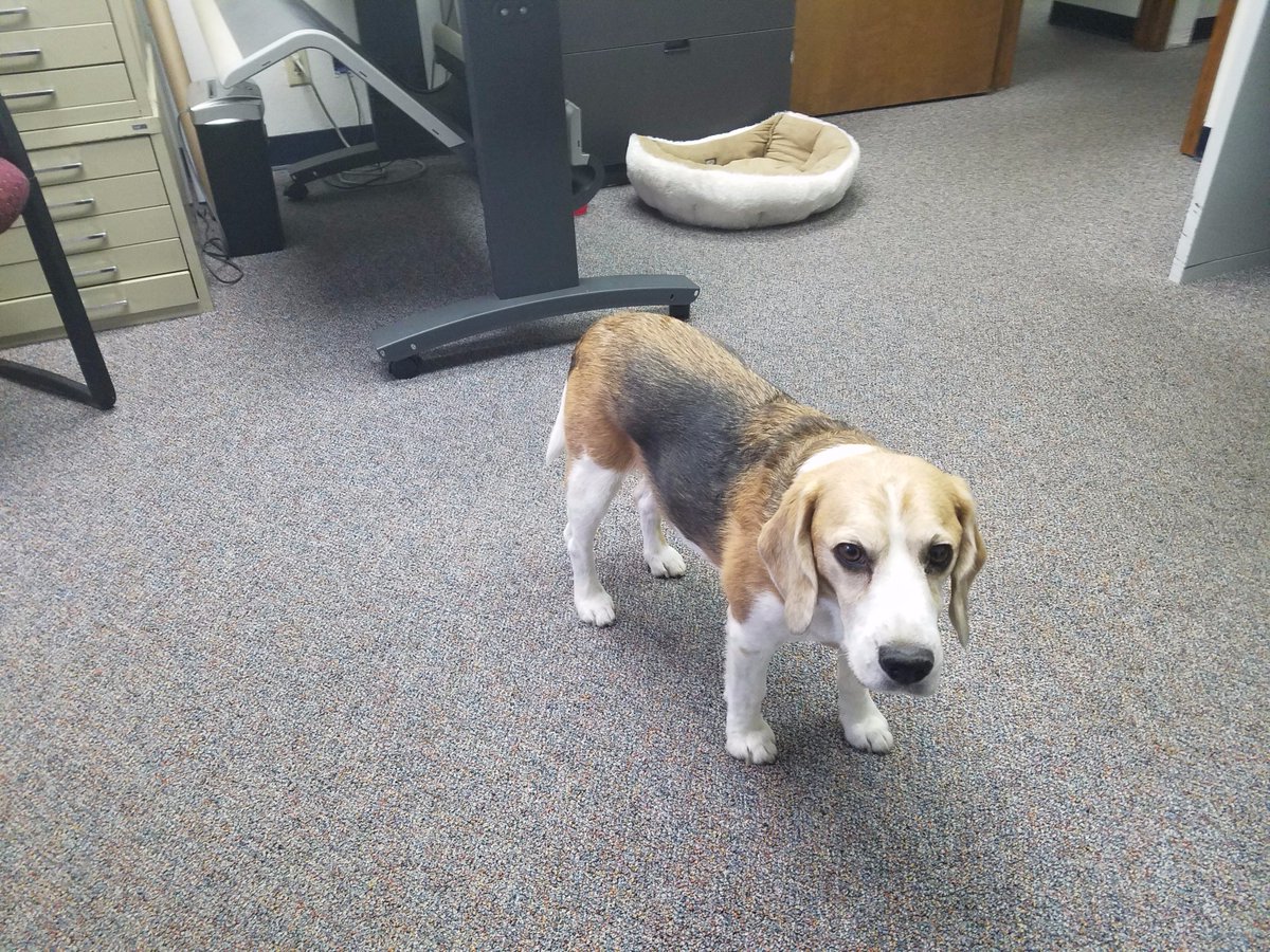 MooreSecurity's tweet photo. Here with Blaze at @alta_land our mascot has nothing to do today.  Does anybody out there have work for a bored @alta_land surveying dog? https://t.co/db3U0jj7H9