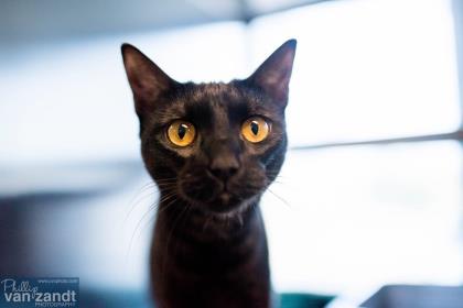 MemphisHumane's tweet photo. In honor of Friday the 13th👻, all black cats have a discounted adoption fee of $50. Visit #HSMSC today to see all of our friendly felines! https://t.co/MM44naJCO7