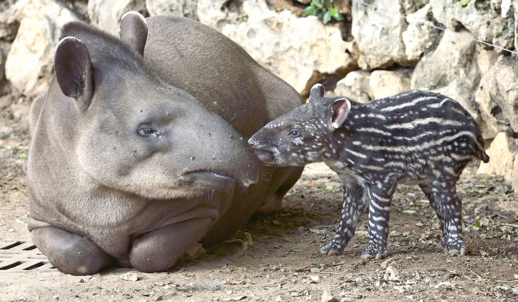Strange_Animals's tweet photo. An adorable moment between a baby tapir &amp; its mother. https://t.co/RqxacY4XQP