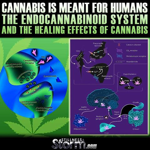 tedsmarijuana's tweet photo. If we weren't meant to consume #cannabis, why do we have #cannabinoid receptors? https://t.co/tZTfIcdUoH