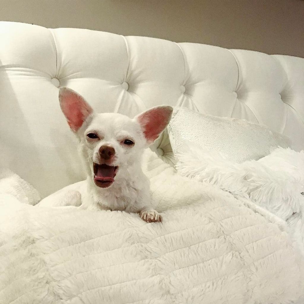 DanaRandallNYC's tweet photo. My hooman gave me @treatibles 😳🐾🤷🏼♀️🐶 - I feel "nice" #tribecadogs #dogsofinsta #instadog… https://t.co/gpPG71Ad4u https://t.co/gl5zM0nUU2