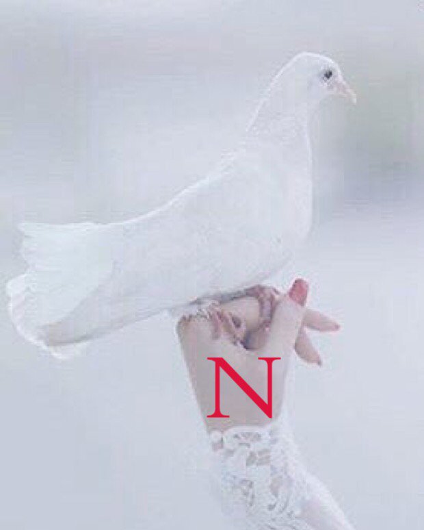 almizani33456's tweet photo. في كفها مهبط للحمامه و مسكان..!! 
،
#تركي_المطيري
.
.
.
.
.
.
#روح_الامل_للدعم

#نبض_بونايف_للدعم2
#نبض_الأمل_للدعم https://t.co/4xzLrYHNVp