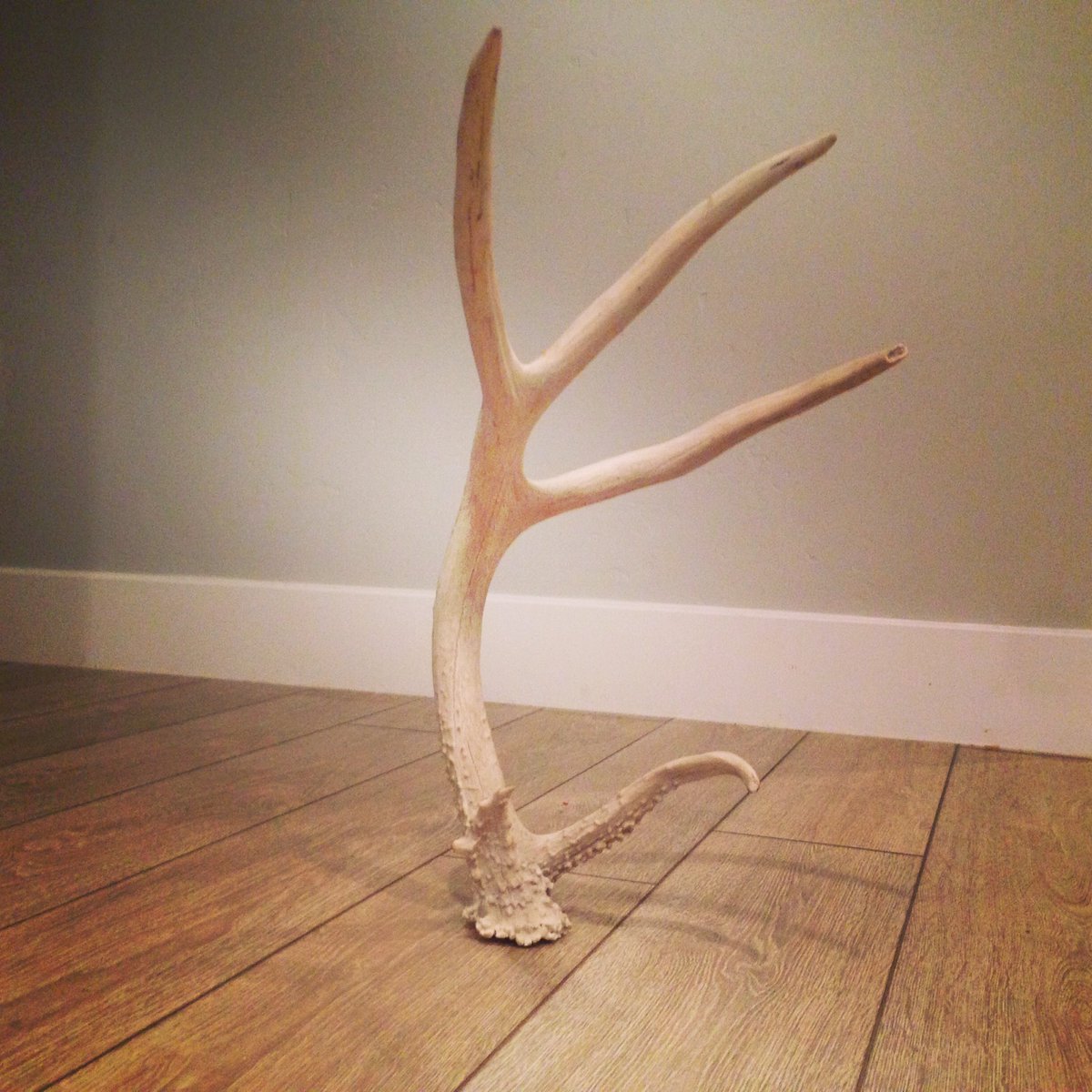 Fatracks_'s tweet photo. Can't wait to find more of these over the next few months!!! #shedhunting #muledeer https://t.co/sOa0zoCB38