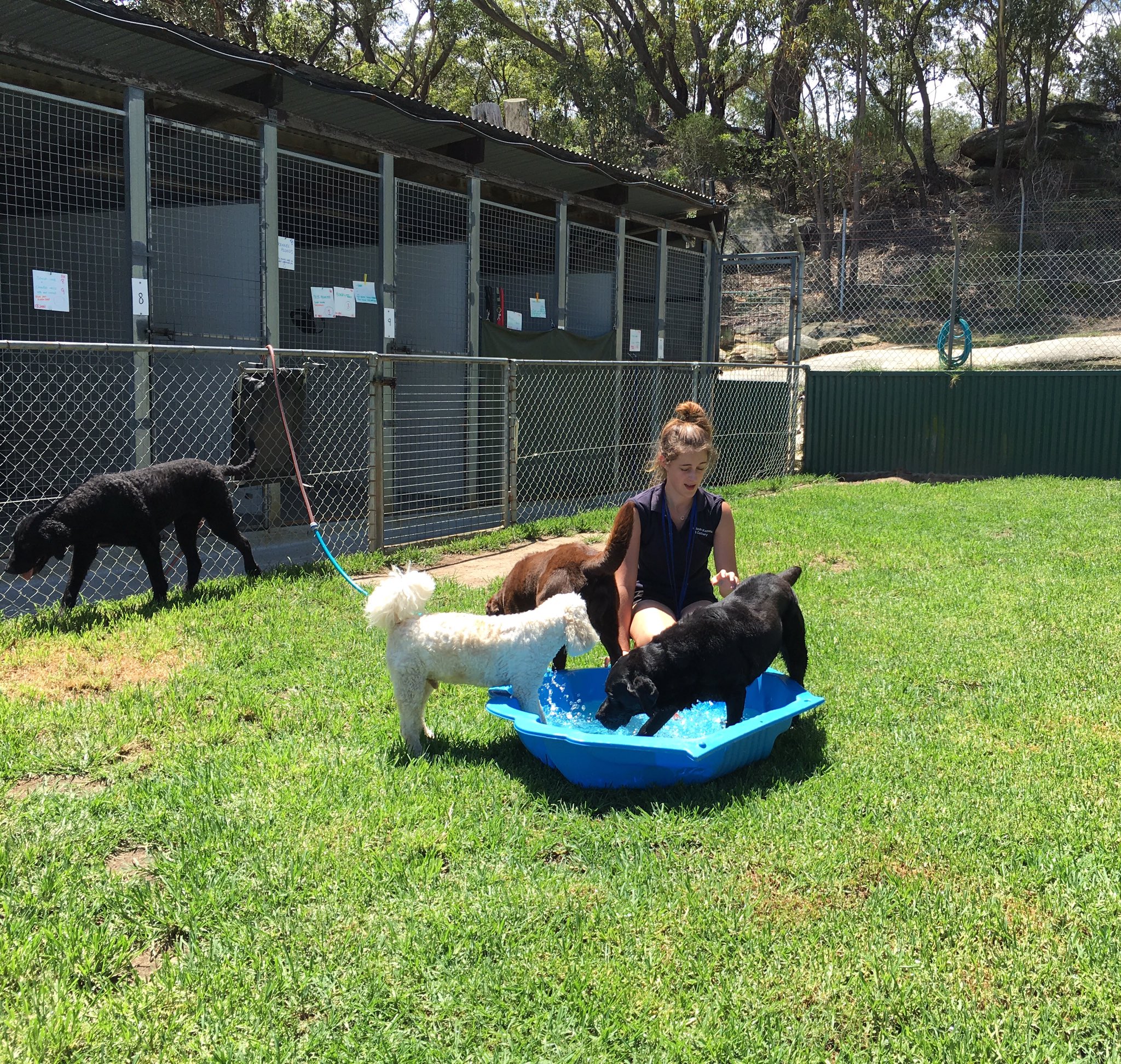 Calabash Kennels on X