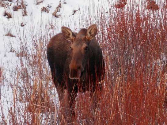 NationaI_BPA's tweet photo. @gnrlmoose You look similar, but it's hard to tell. https://t.co/EvUDusP5zd
