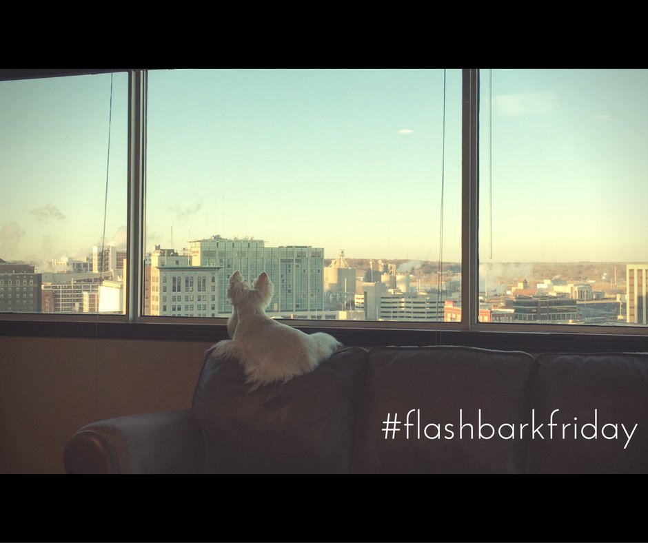 RSHLegal's tweet photo. It's #flashbarkFriday! Last weekend, Pressley's dog River came to visit and keep guard (even though we're on the 11th floor). Thanks River! https://t.co/k0QjqxyUph