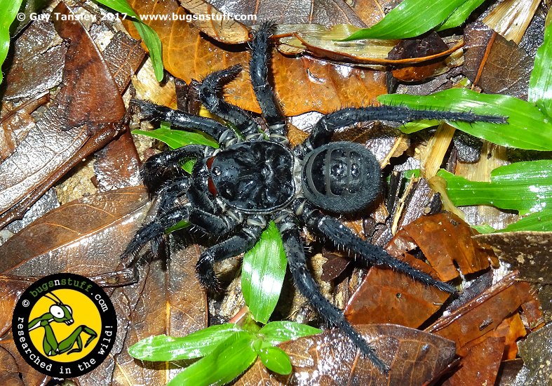 bugsnstuffcom's tweet photo. The trapdoor #spider successfully extracted. Check out that segmented abdomen. #Liphistius malayanus #Malaysia #livingfossil #bugsntuff https://t.co/krldfn0SMC