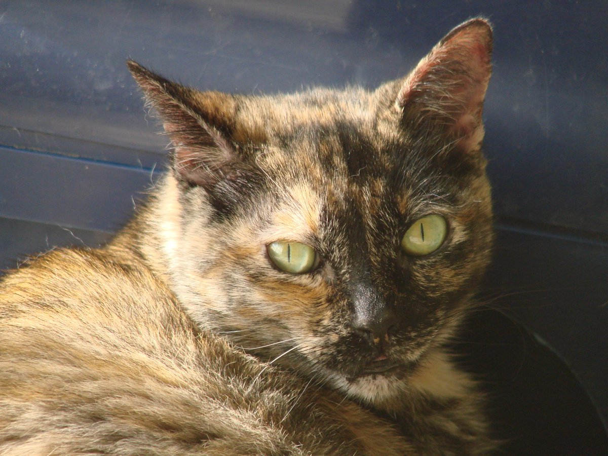 micln's tweet photo. I lost a piece of my heart today. Rest well my beautiful girl. https://t.co/JiJNkZ54In