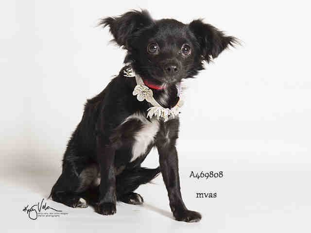 MoValAnimals's tweet photo. URGENT JAN 17
#A469808
Female Papillon/Chihuahua
https://t.co/gOuwezw0hH
#adoptdontshop #savealifeadopt 
#CA #spayandneuter #Morenovalley https://t.co/eR6hW5fJ6f
