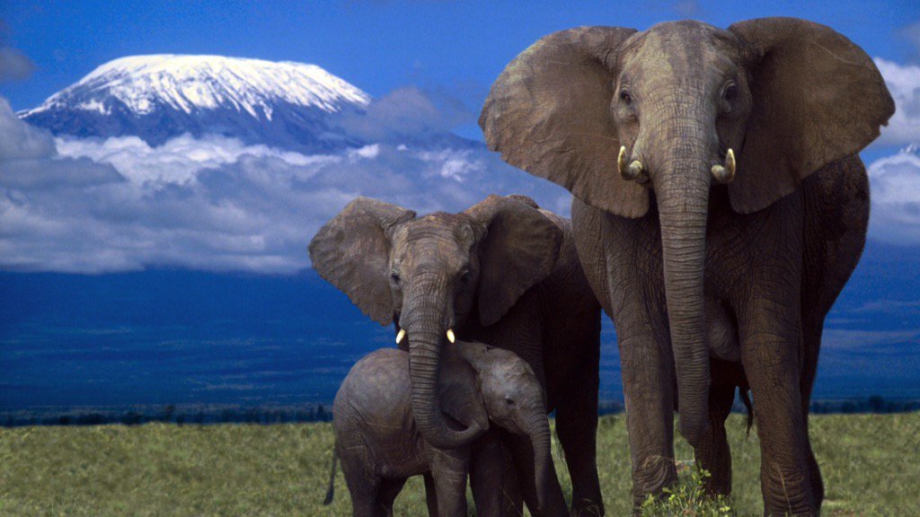 Team4Nature's tweet photo. 2,250 UK signatures away from 100,000 &amp; a debate on shutting down #IvoryTrade! SIGN &amp; SHARE! https://t.co/M7AsTQPB0A https://t.co/ZK81Ldff2K
