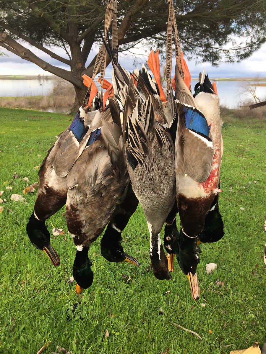 snwey1's tweet image. Success over my new @DakotaDecoy.......

@BrowningArms @drakewaterfowl