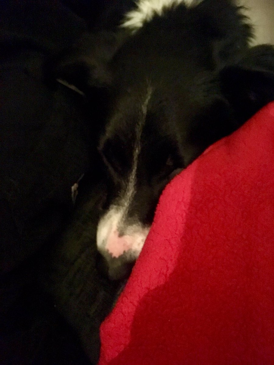 TailsCollie's tweet photo. Happy puppy, sleepy puppy. Woof, woof, woof! https://t.co/P2eMvVsGxx