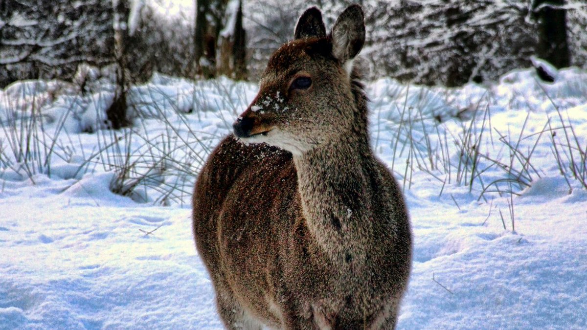 Ross_divo's tweet photo. Winter wildlife walks https://t.co/ScjExpWUXJ https://t.co/ZyPCM0kF8U