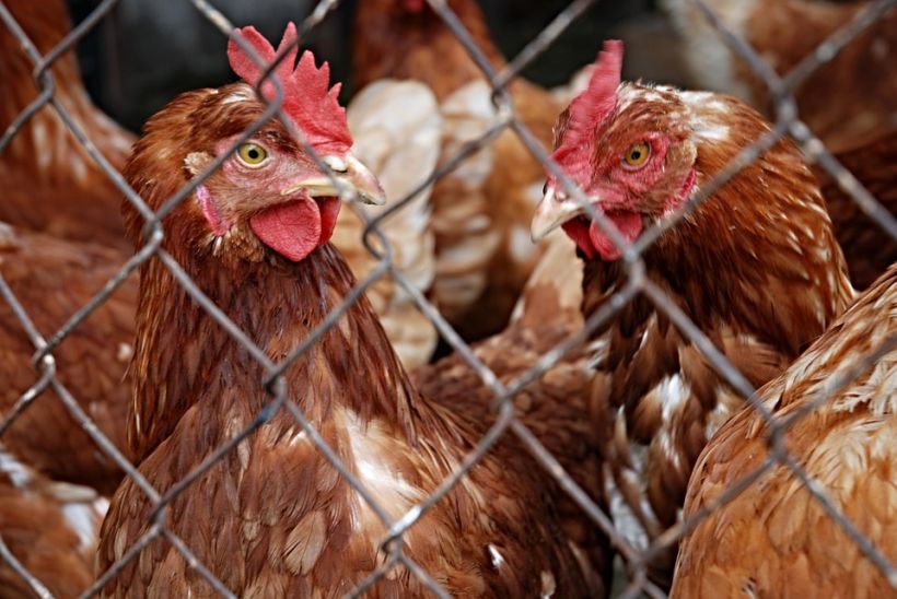 soychilecl's tweet photo. Estudio revela que las gallinas son emocionales, astutas e inteligentes https://t.co/tOi7jgLgtV https://t.co/G9R9p22lV1