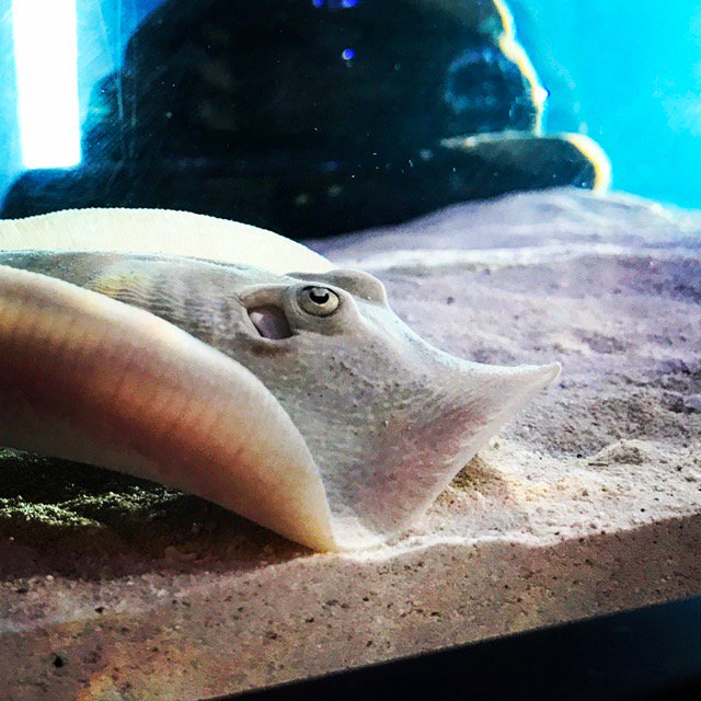 140stingrays's tweet photo. Just another Ray at the office #Bloomergtech #techtank #STINGRAY #betatank #140NM https://t.co/WkXyUAUsEv