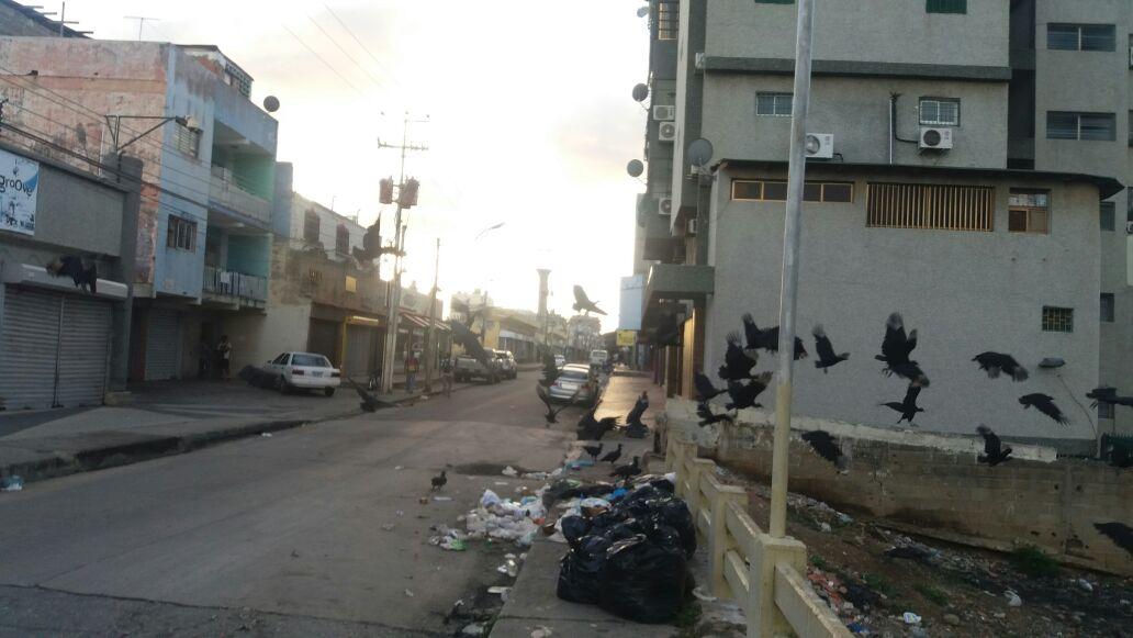 RoiLopezRivas's tweet photo. Si la Alcaldia sigue en manos de AD, en Porlamar van a decretar a la basura Patrimonio Paisajistico y al Zamuro el Ave Municipal https://t.co/stycwuB9oc