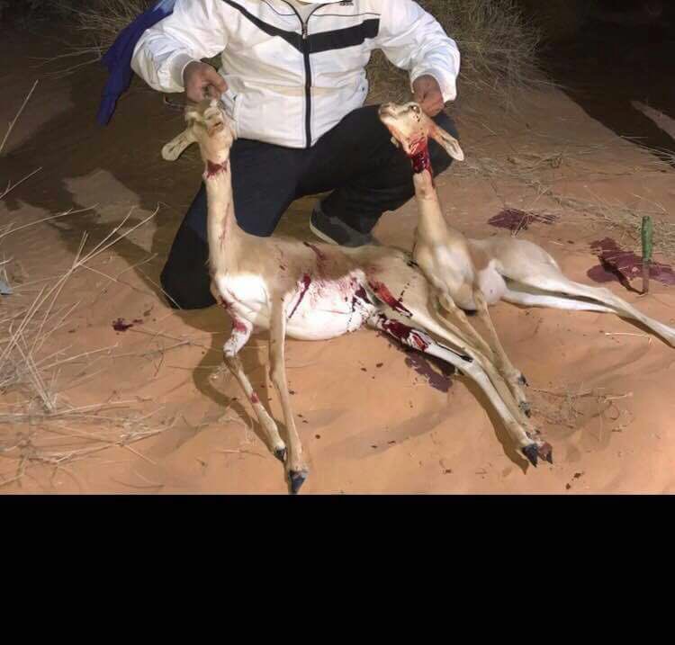 يـردنـي يـاجـار طـبـعٍ لـنــا غـيــر
الـجـار مــا نــدرج لـغــرات بـيـتـه 
يبقا علـى حشمـه وشيمـه وتقديـر
ويـروح عـنـي بـالـردا مــا قفيـتـه