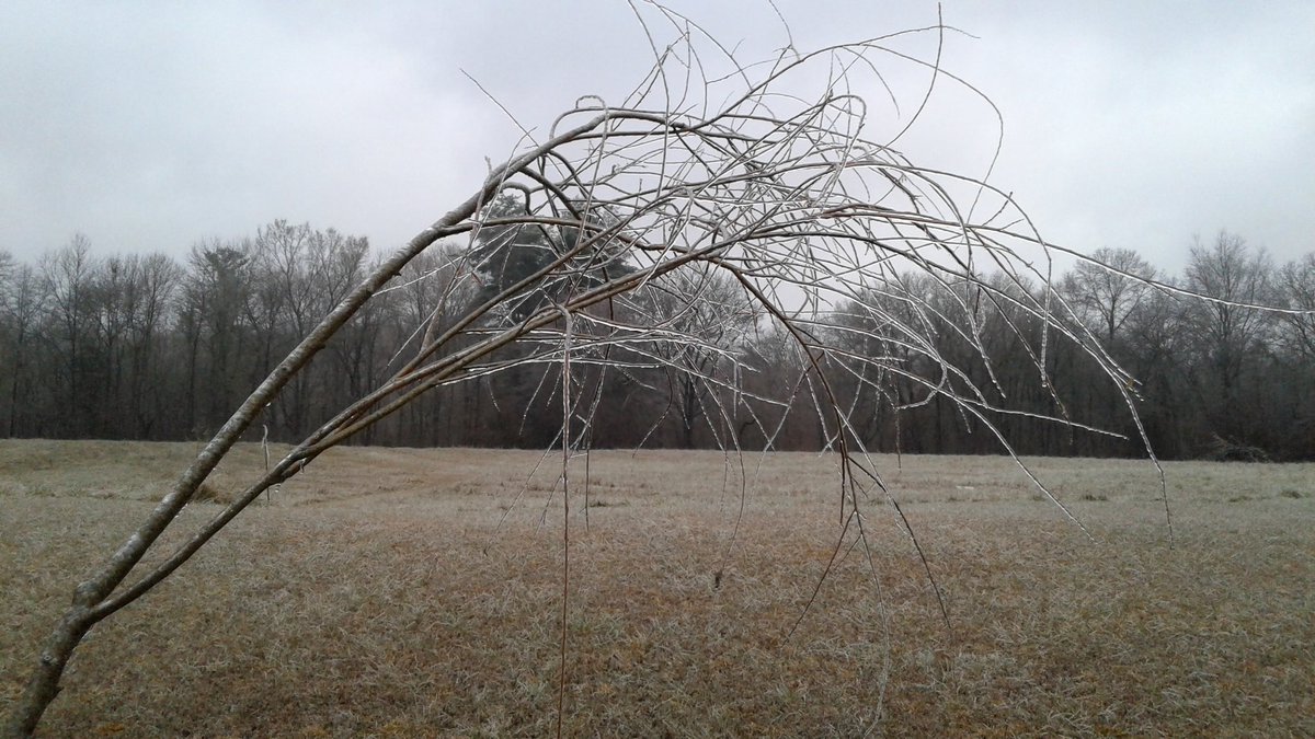 ChuckMcGhee's tweet photo. Weeping willows tears have froze. #ilwx https://t.co/I2Gk5vooJb