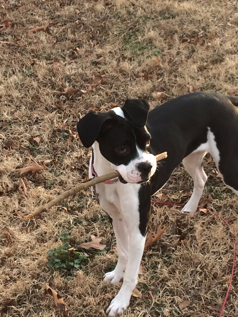 parkercolton1's tweet photo. Pure happiness featuring Sophie @BoxerDogUnion https://t.co/JUEyGIOLEp