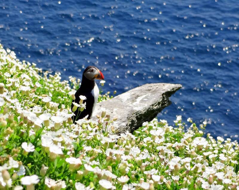 GoIrishTours's tweet photo. Puffins on Skellig Michael in Co.Kerry https://t.co/afJO8HYeyh