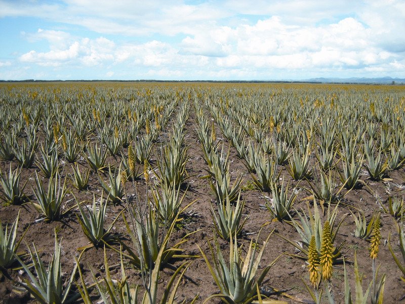 9Lizard9's tweet photo. When it comes to the efficiency of converting CO2 into oxygen, 20 Aloe plants are equal to one tree! https://t.co/TmTMj9s3kz