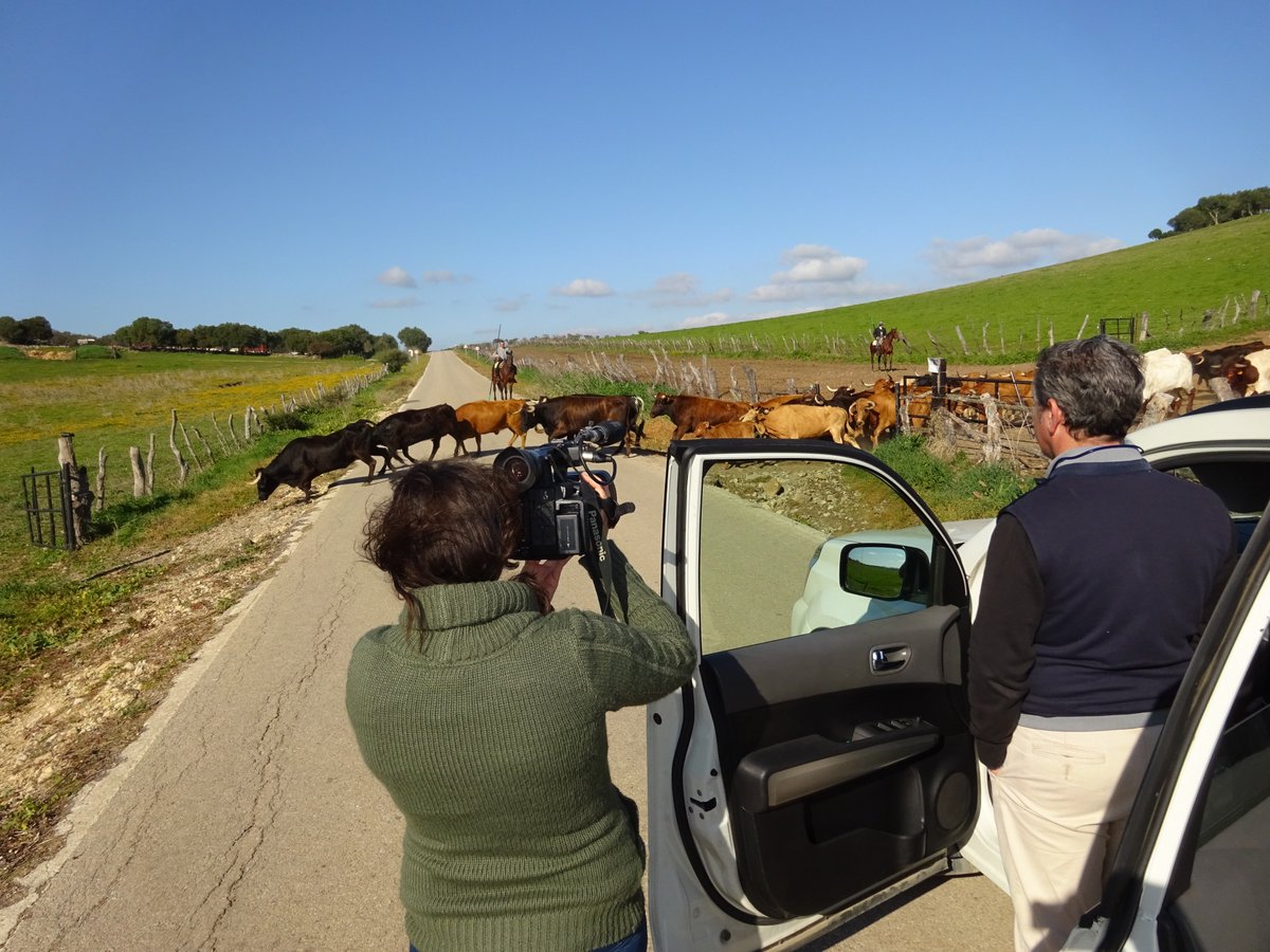 BullWatchCadiz's tweet photo. ¡¡Grabando en primera fila!!
Cambiando un lote de vacas con el semental a otro cercado con más hierba. https://t.co/rXqMNYgRlS