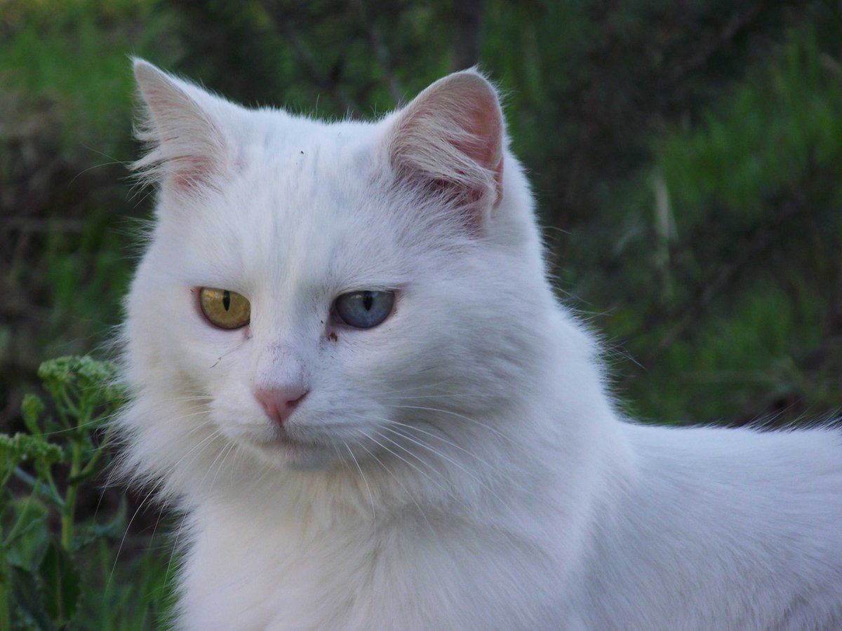 AseyLes's tweet photo. @SimonsCat Our cat Kartopu (Snowball) was a good hunter, she was even seen chasing off a fox which dared enter her patch! #SimonsCatLogic https://t.co/0oioycwDmD