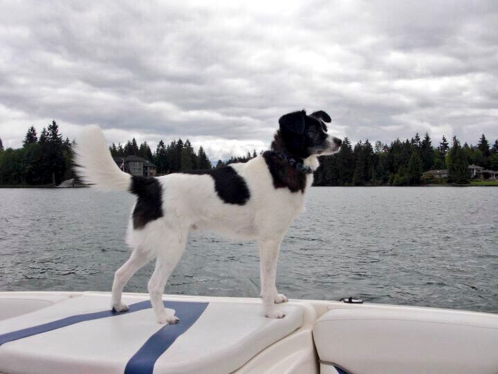 allihandro_'s tweet image. Hope doggy heaven treats you well little dude😕❤️ #RIPjackson