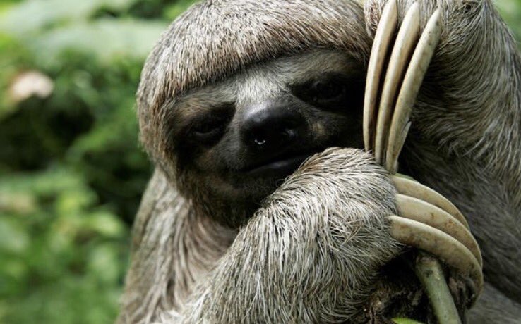 MattTaylorSFC's tweet photo. Sloths are actually the sickest animals https://t.co/FvXDEMXzfw