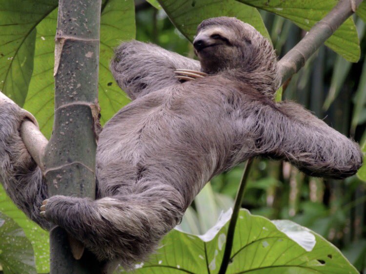 MattTaylorSFC's tweet photo. Sloths are actually the sickest animals https://t.co/FvXDEMXzfw