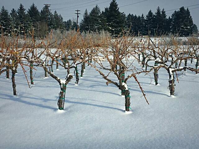desertwindwine's tweet image. It's a winter wonderland in our estate vineyard today. Beat the cold, and enjoy a glass of #wine in our tasting room. #WAWine #Prosser
