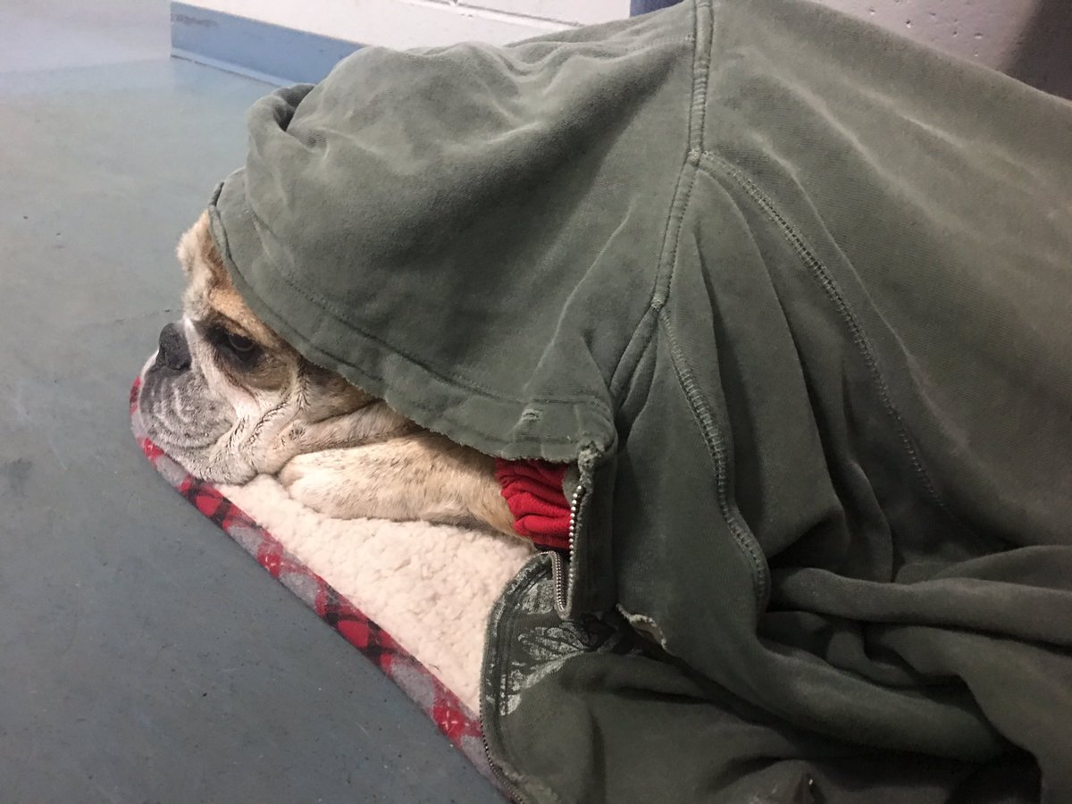 OvietheBulldog's tweet photo. When you're not used to the cold temps of an ice rink..... #CapitalAllstars @IceDogsSHW @NOVACoolCats #BulldogsOnIce https://t.co/MdzZH3UcqV