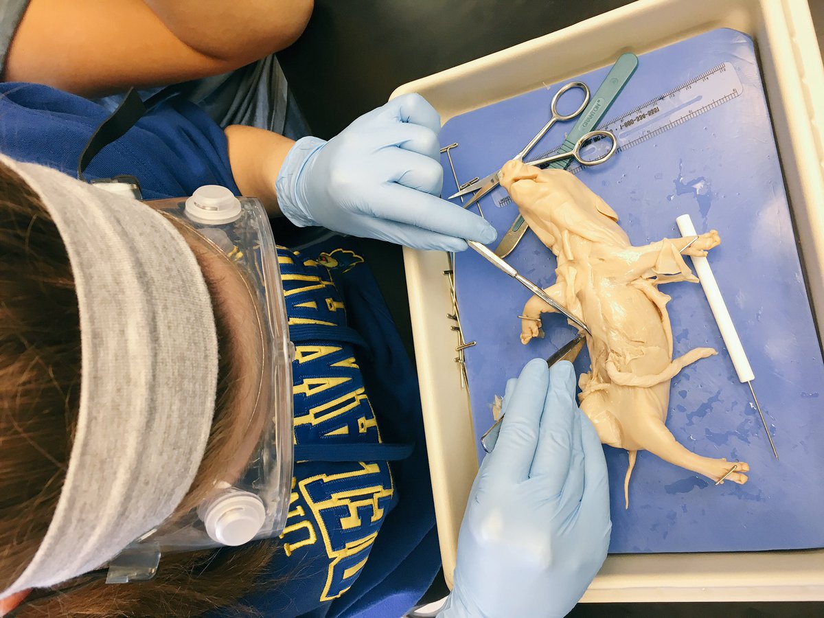MsMeisner215's tweet photo. Looking at some muscles! #pigdissection #stuartanatomy https://t.co/GTgUHJSApf
