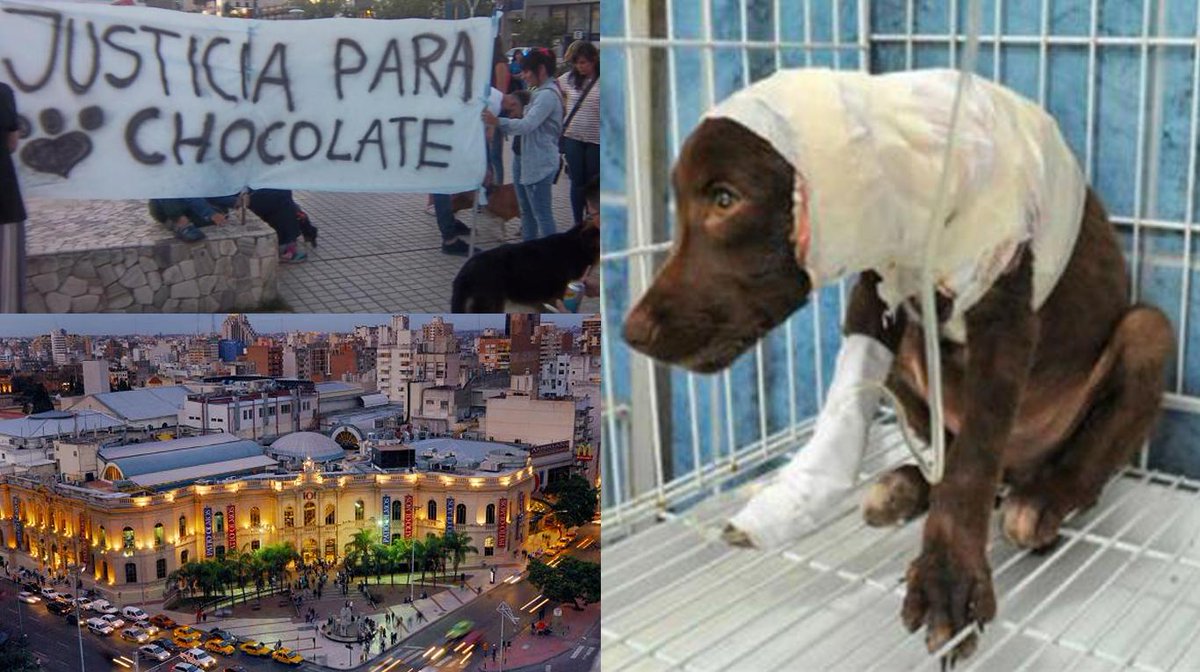 todonoticias's tweet photo. Córdoba marcha por Chocolate y reclama contra la violencia animal
 https://t.co/3t6fzuEbIK https://t.co/PTaZiCdKOP