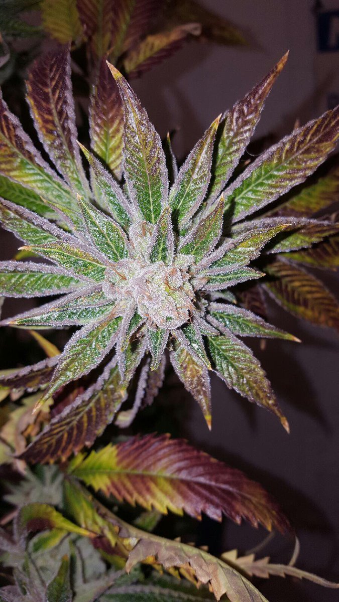 true_harvest's tweet photo. Better days are coming #saturday #sunday #weekendvibes #dontkillmyvibe #growingismypassion #trueharvest #phoenix #azmmj #azmmjpatient https://t.co/RUoKcmLpjH
