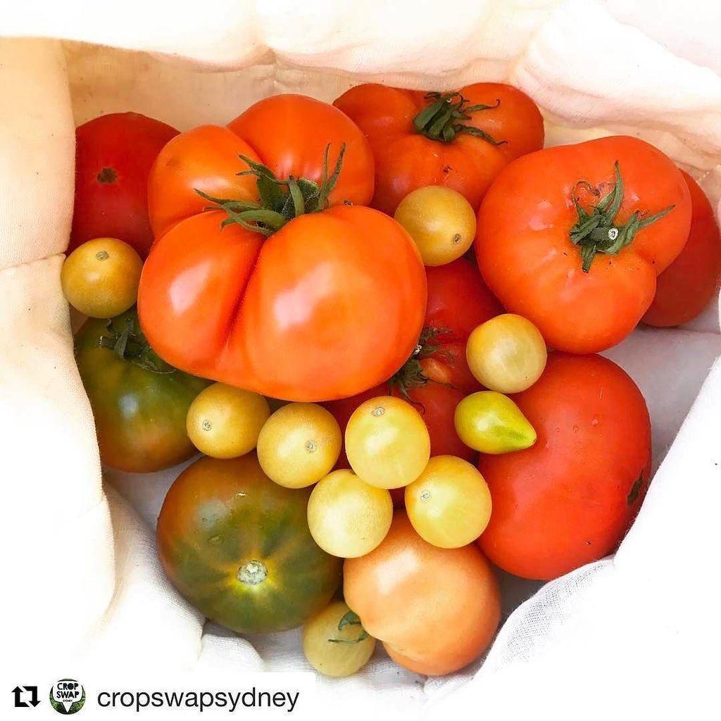 IntheCoveITC's tweet photo. #Repost @cropswapsydney with @repostapp
・・・
Picked these beauties for swapping and am tryi… https://t.co/QHV034VrPZ https://t.co/EjfdeRuLPJ