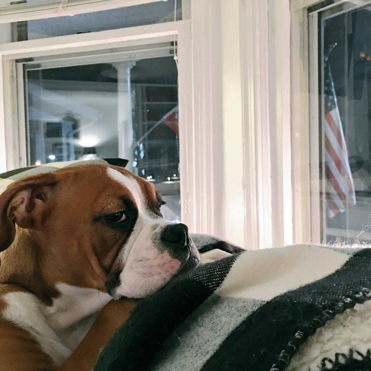 WilburTruman's tweet photo. We want snow! ❄️We want snow! ❄️ We want snow! ❄️Come on guys, all together now! ❤🐶🐾 #boxer #wewantsnow #fridaynight https://t.co/v6UQSXD0Pr