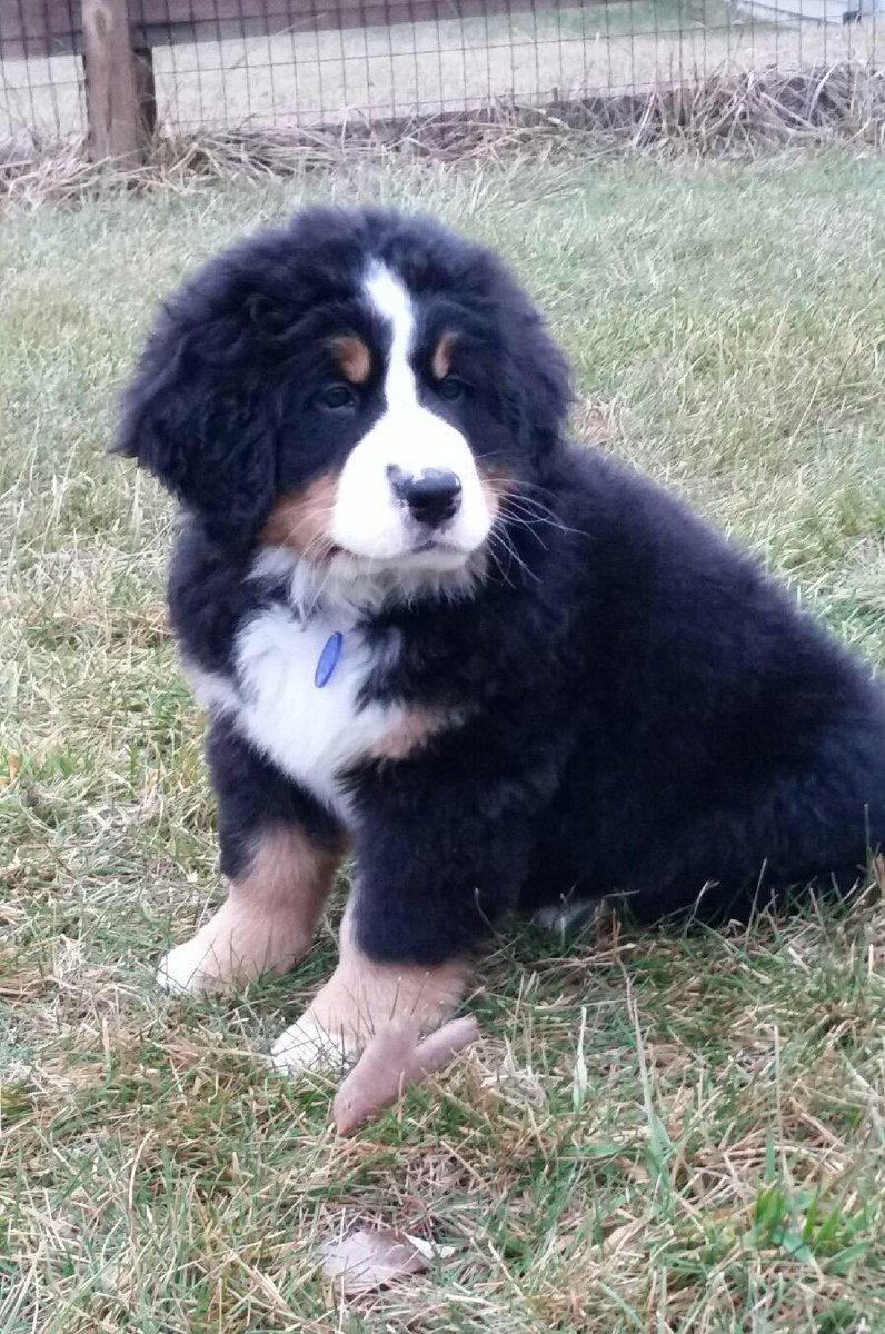 J_Mullendore's tweet photo. @EzekielElliott named our new puppy Ellie after one of our favorite Cowboys https://t.co/uC1iSdCC9Z