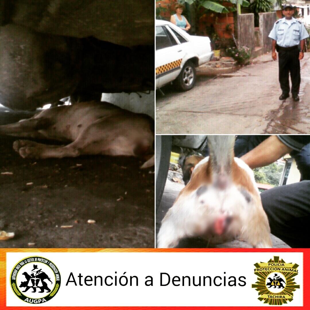 Augpa_Tachira's tweet photo. Atención Denuncia Barrio 'El Hoyo', perra que recibió atención veterinaria con ayuda de #APLAV 🐾 @todasconvielma https://t.co/C9a6cQD6ru