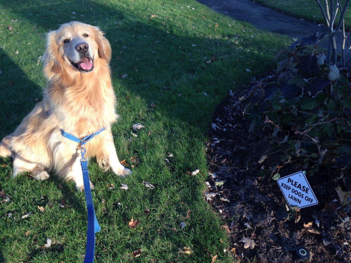 vvickyleaks's tweet photo. can i tweet you guys my doge instead? #CarthageBoS https://t.co/W8HFruUSFK