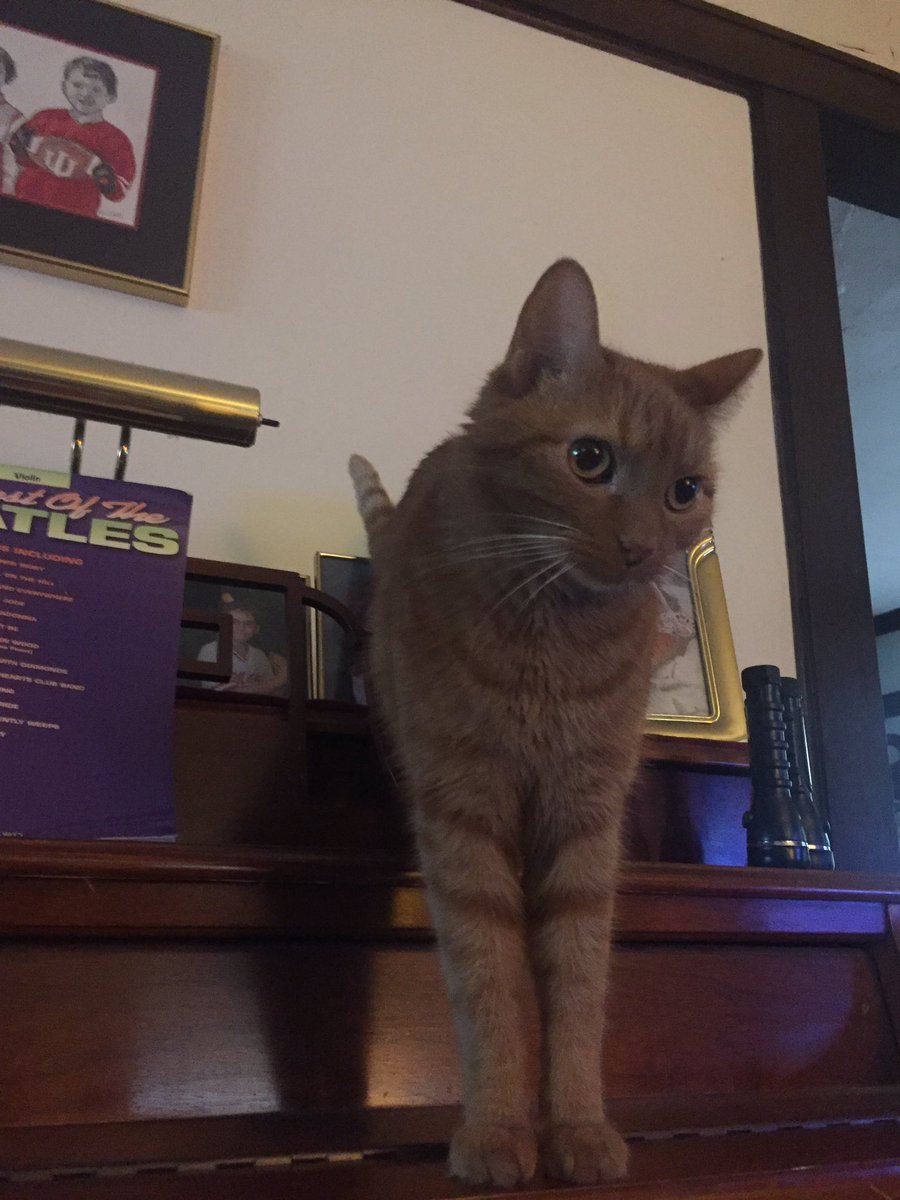 muchadoaboutliz's tweet photo. And now a picture of my cat Nigel. I bet he would enjoy the show too. He obviously enjoys the arts being on the piano and all. #CarthageBoS https://t.co/PdPSBcphvd
