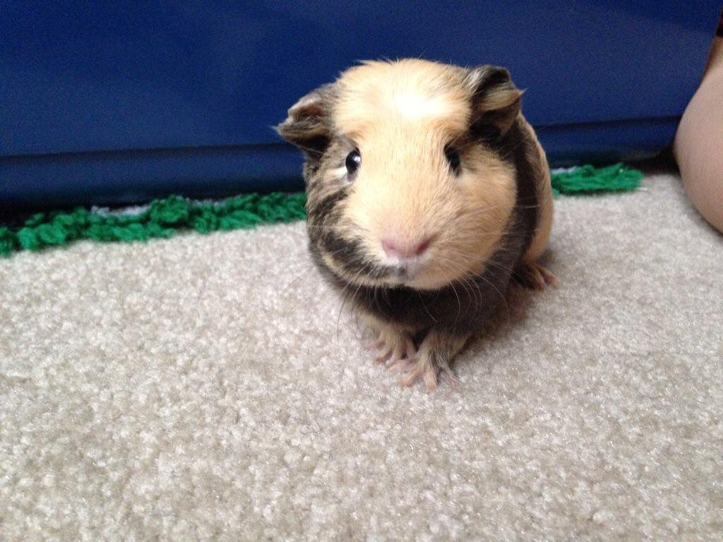 stacie_samb's tweet photo. I don't have any pictures of my cat but I do have one of my Guinea pig #CarthageBOS https://t.co/Du0iq2tYFP