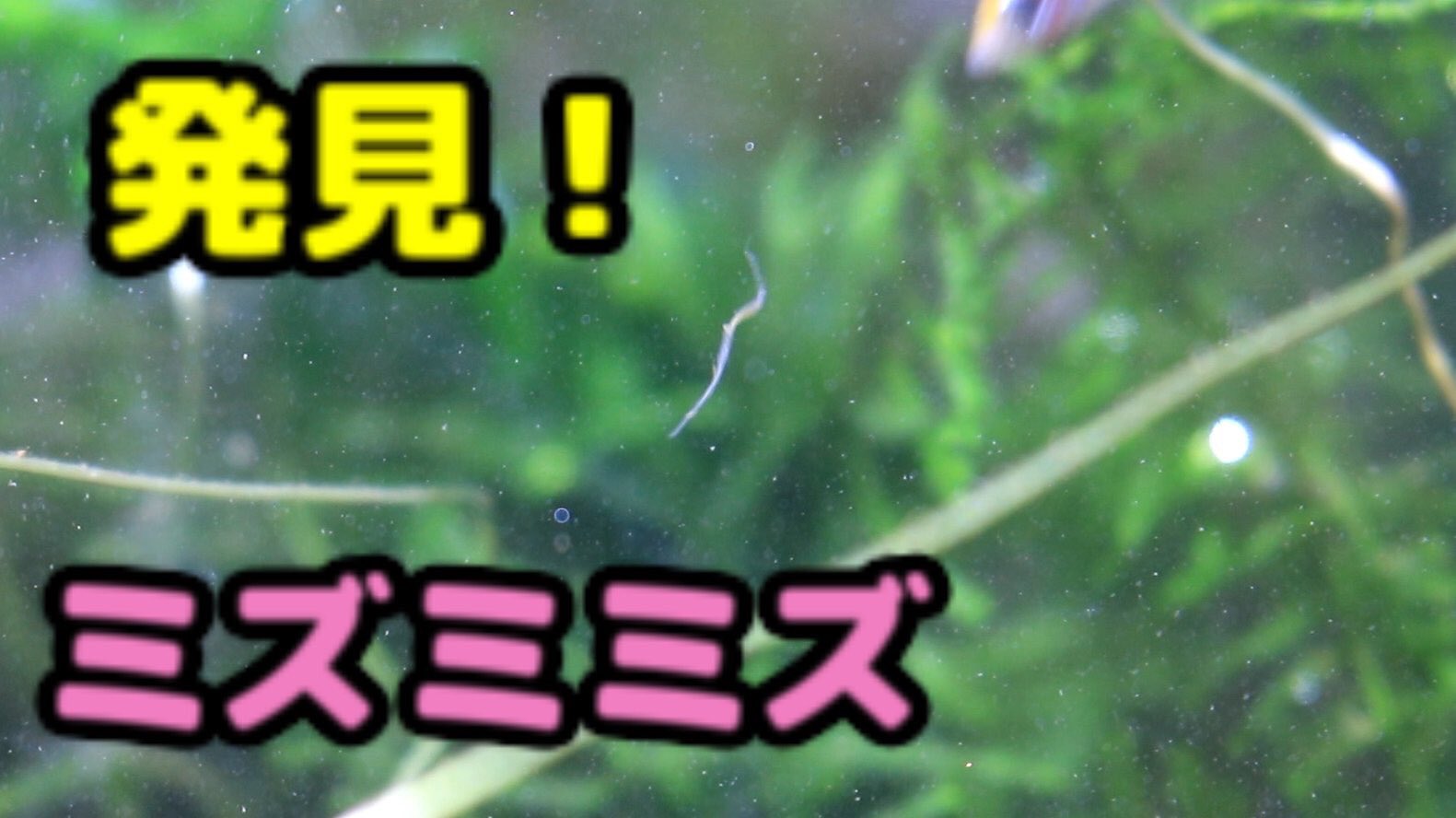 こうちゃがーでん A Twitter 3色メダカエビ水槽にミズミミズが居たよ T Co Hsek42jbnp 動画投稿しました 短い動画です メダカ ミズミミズ ミナミヌマエビ アクアリウム T Co Htbmw32zfy Twitter