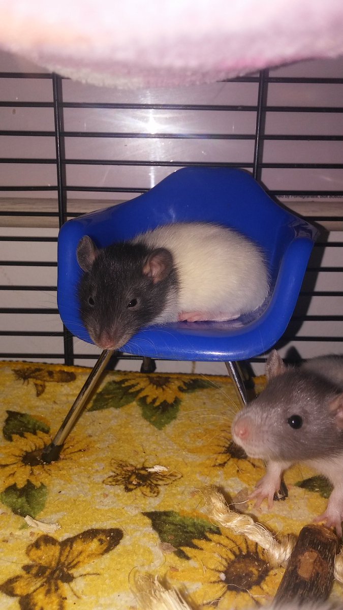 Mindy Ratz (@mindyratz) on Twitter photo 