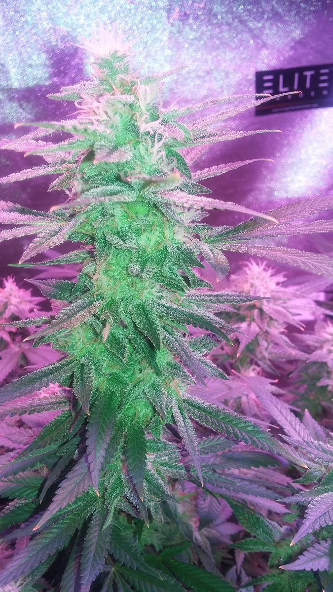 OGF_Life's tweet photo. @DeliciousSeeds #DeliciousCandy @RockNutrients @Marshydro #GrowUp #OGF https://t.co/2OKGVa1wSQ