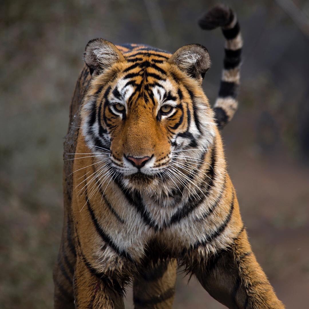 MSamstag's tweet photo. We've had a blast trekking #tigers in #India and #Nepal. Next we head to #Kathmandu to talk with  @WWFNepal! https://t.co/ke8bjeXohe
