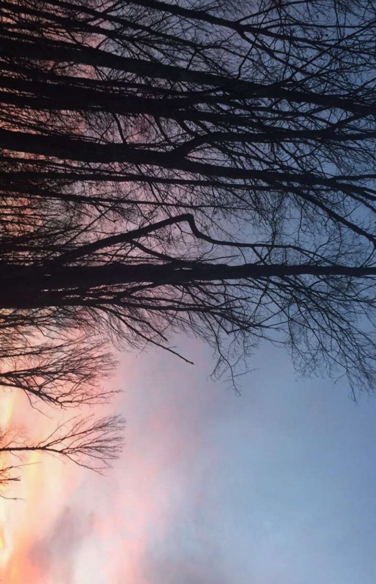 The woods are just trees