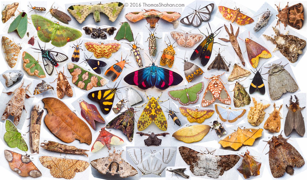 ThomasShahan's tweet image. A few moths that came to the light during the Bugshot workshop in Peru. Not to scale! I&apos;ve added numbers so you can ID them all by mon, thx!