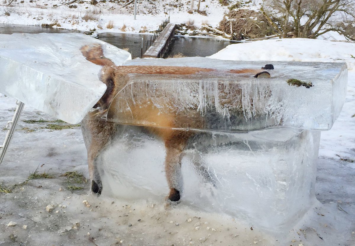 CGTNOfficial's tweet photo. Fox frozen inside a block of ice serves as a macabre warning of the dangers of the icy Danube (Photo: AFP) https://t.co/T6qRnZyOx9